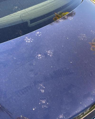 william.autodetailing 461454637 773412288176330 6623461301360818173 n